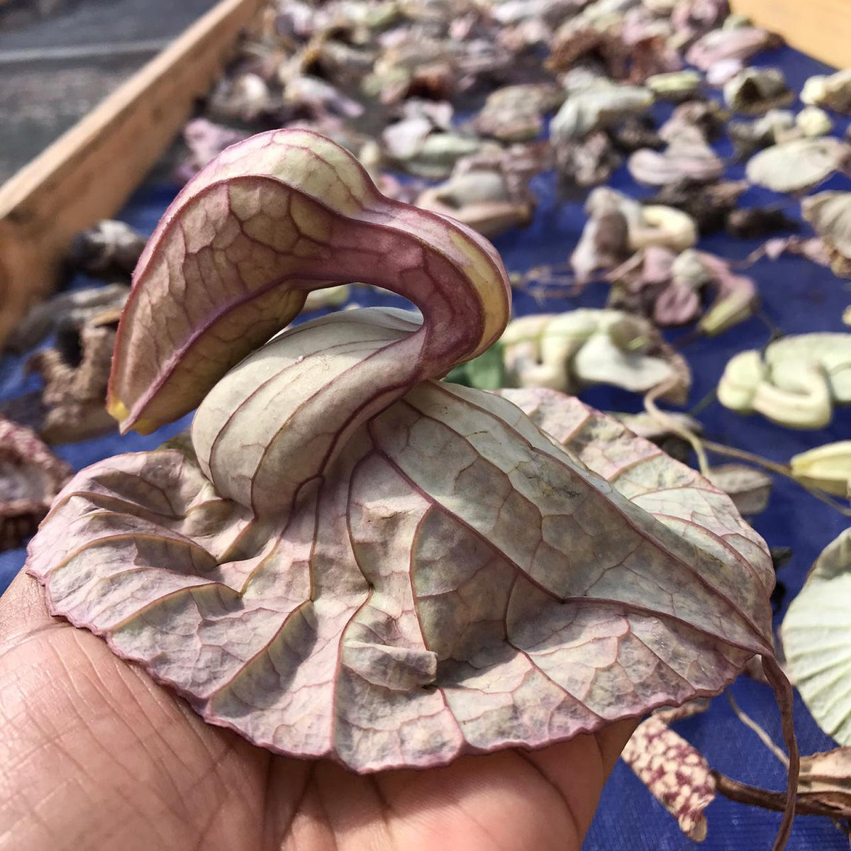 jamaican duck flower seeds Jamaican Duck Flower Detox – Iset by Nature