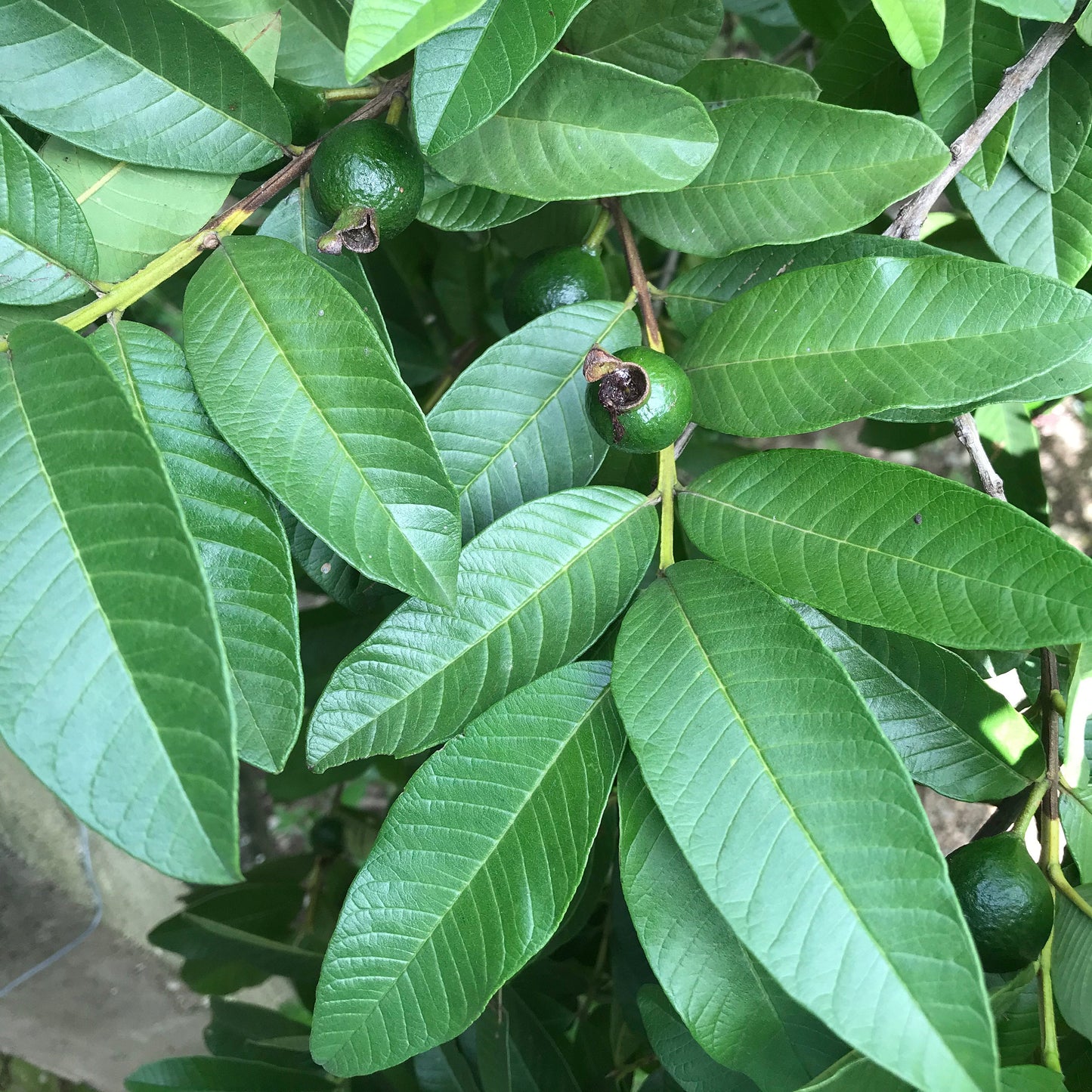 Jamaican Guava Leaf Tea | Organic Whole Leaves