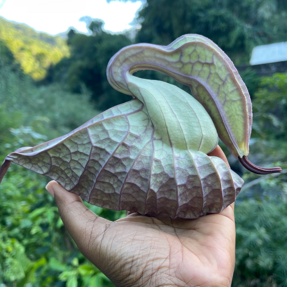 The Jamaican Duck Flower