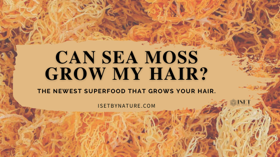 Can Sea moss improve hair growth? Science and culture say yes!