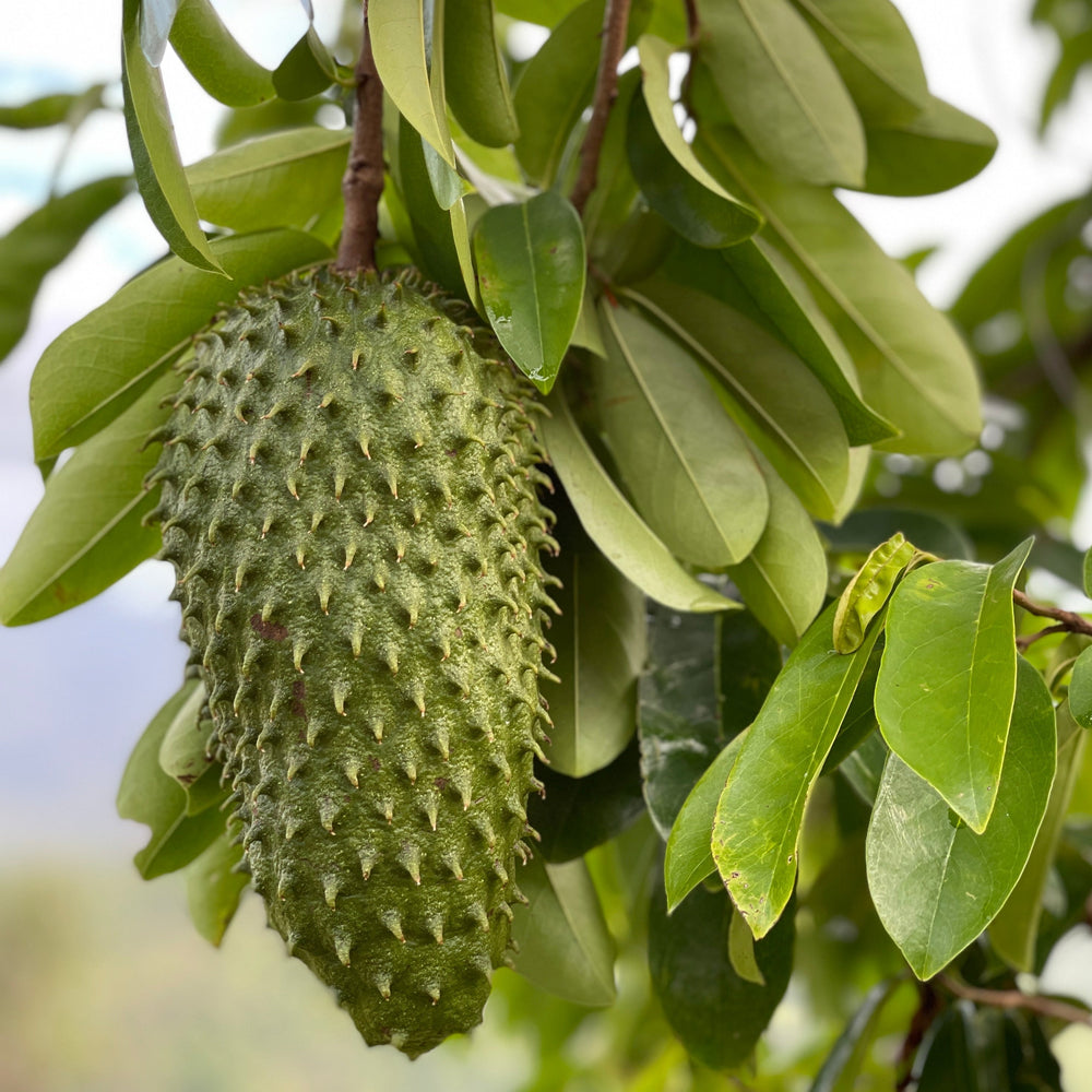 
                  
                    Jamaican Soursop Leaf Tea | Graviola | Guanabana | Annona Muricata | Loose Leaves
                  
                