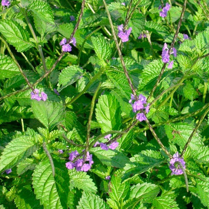 Jamaican Blue Vervain | Vervine