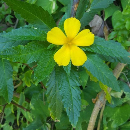 Jamaican Damiana (Ramgoat Dash Along)