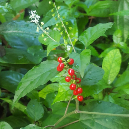 Jamaican Dog Blood Bush