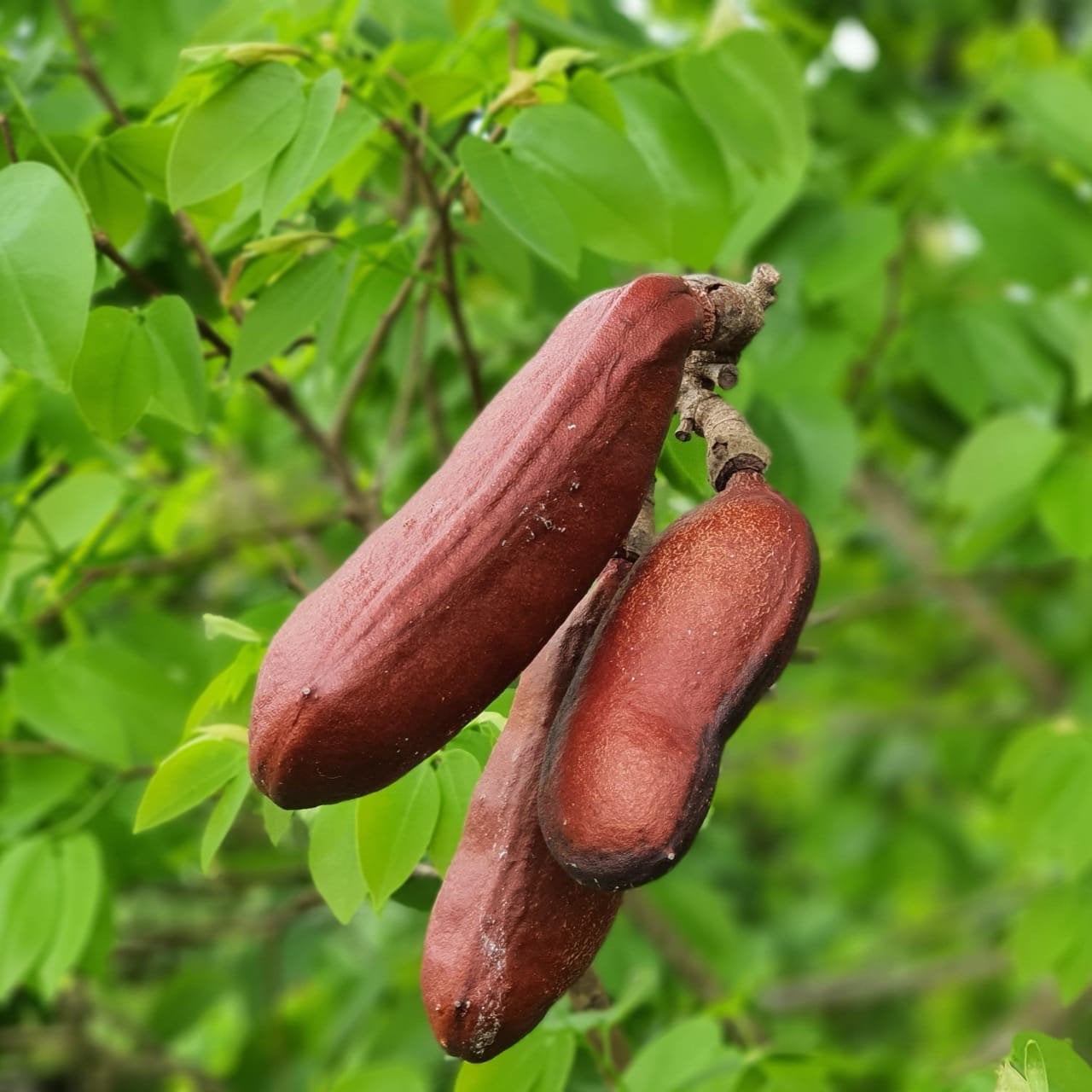 Stinking Toe Fruit Powder