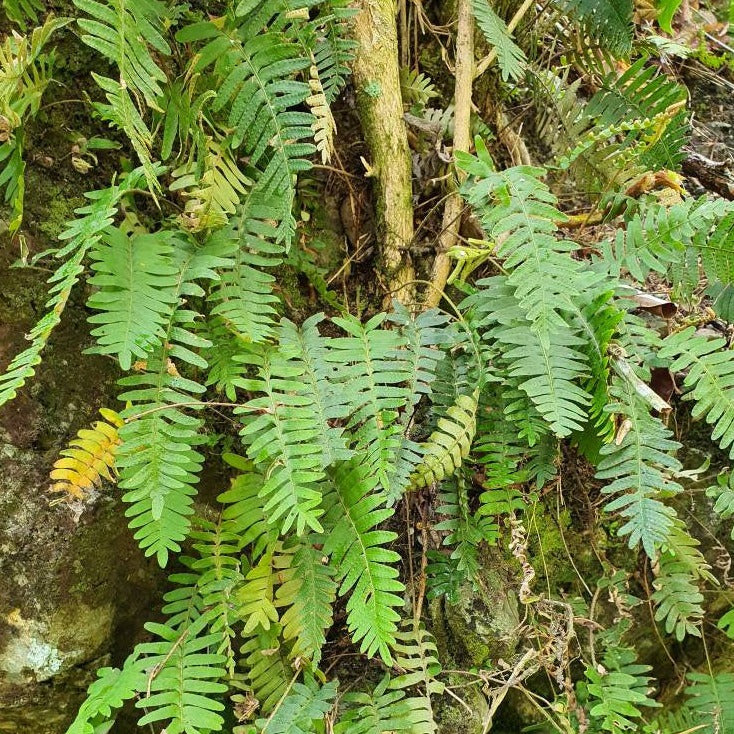 
                  
                    Kalawalla Herb | Calaguala | Polypodium Sp. | Wildcrafted in Jamaica
                  
                