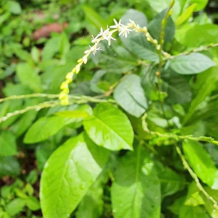 
                  
                    Jamaican Guinea Hen Weed (Wildcrafted) Anamu Herb
                  
                