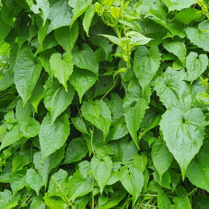 Jamaican Guaco Mikania (Wildcrafted, Air-Dried, Dr Sebi Approved Alkaline Herb)