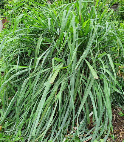 Jamaican Fever Grass (Lemon Grass) Herbal Tea
