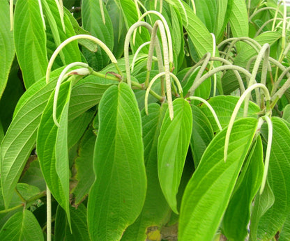 Cordoncillo Negro Herb | Matico | Piper aduncum | Wildharvested in Jamaica