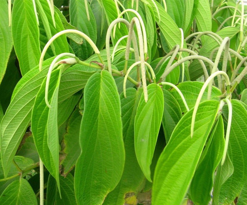
                  
                    Cordoncillo Negro Herb | Matico | Piper aduncum | Wildharvested in Jamaica
                  
                