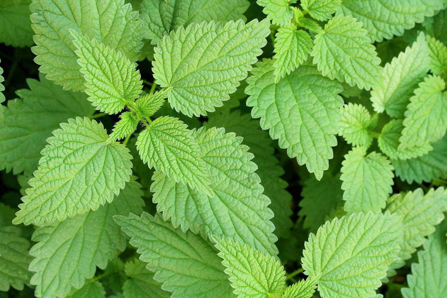 Jamaican Stinging Nettle 2 oz