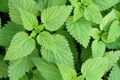 Jamaican Stinging Nettle 2 oz