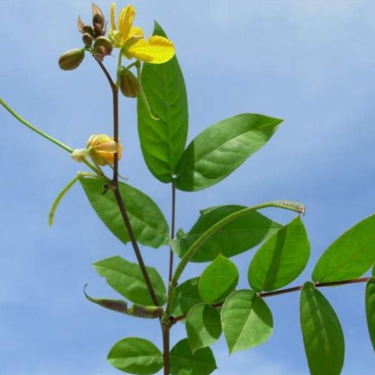 
                  
                    Jamaican Dandelion | Kidney Detox Cleanse | Liver Detox
                  
                