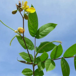
                  
                    Jamaican Dandelion | Kidney Detox Cleanse | Liver Detox
                  
                