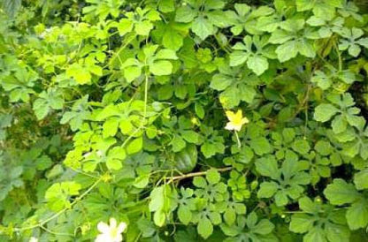 Jamaican Cerasee | Slimming Tea Powder | Blood Detox | Bitter Melon | Momordica charantia
